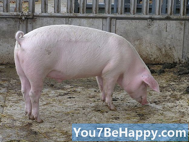 Skillnaden mellan Hog, Pig och Boar