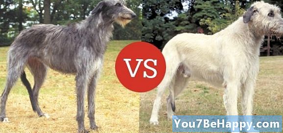 Perbedaan Antara Wolfhound Irlandia dan Skotlandia Deerhound