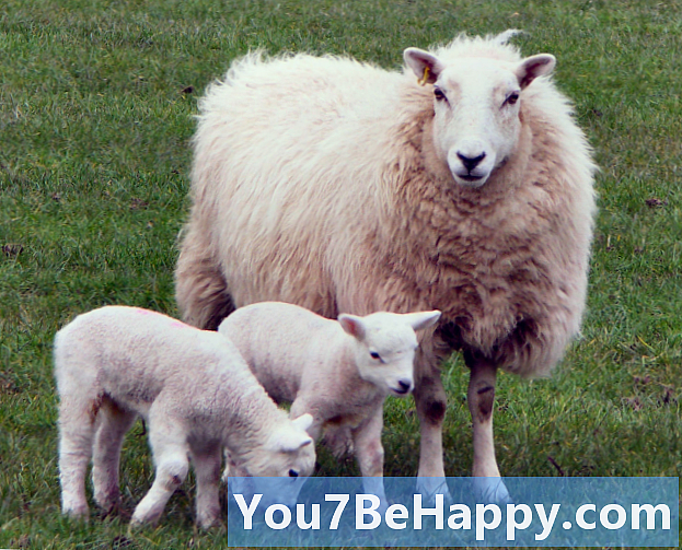 Verschil tussen lammeren en schapen