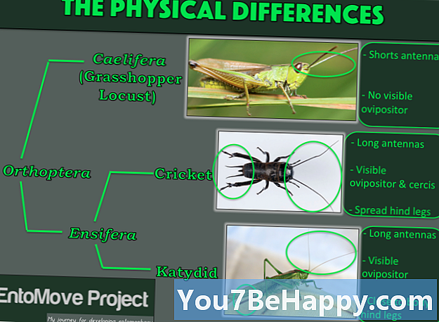 Forskjell mellom gresshopper og gresshopper