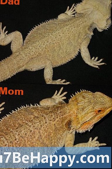 Verschil tussen mannelijke bebaarde draak en vrouwelijke bebaarde draak