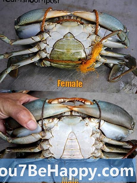 Unterschied zwischen männlichen blauen Krabben und weiblichen blauen Krabben