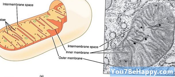 Rozdiel medzi mitochondriou a plastidami
