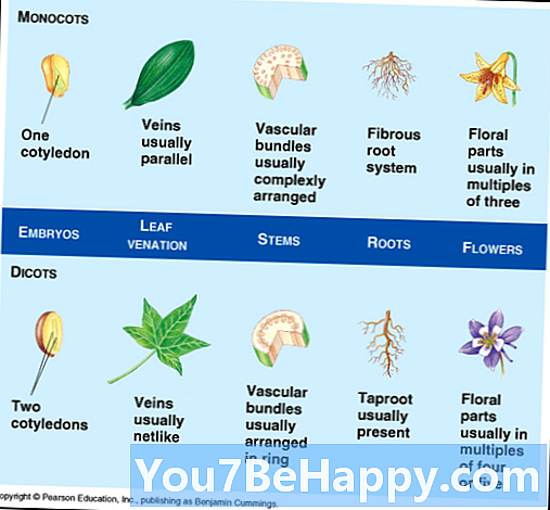 Perbezaan Antara Tumbuhan Monocotyledon dan Tumbuhan Dicotyledon