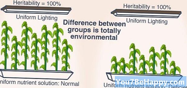Razlika med mutacijo in variacijo