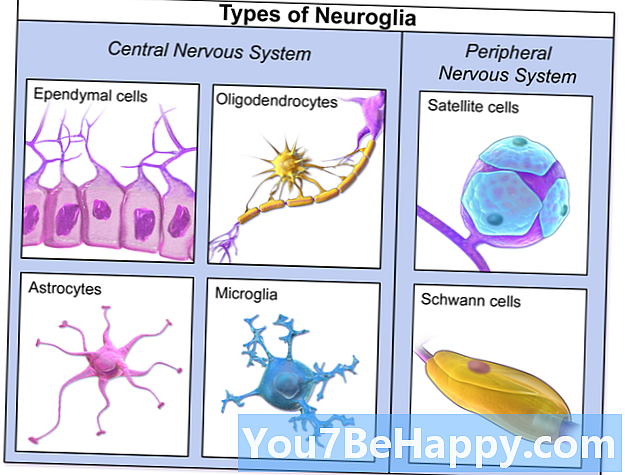 Forskjellen mellom nevroner og neuroglia
