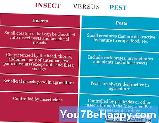 Forskjell mellom skadedyr og insekt