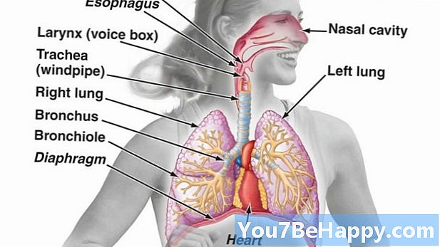 Verschil tussen keelholte en strottenhoofd