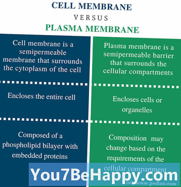 Verschil tussen plasmamembraan en celwand
