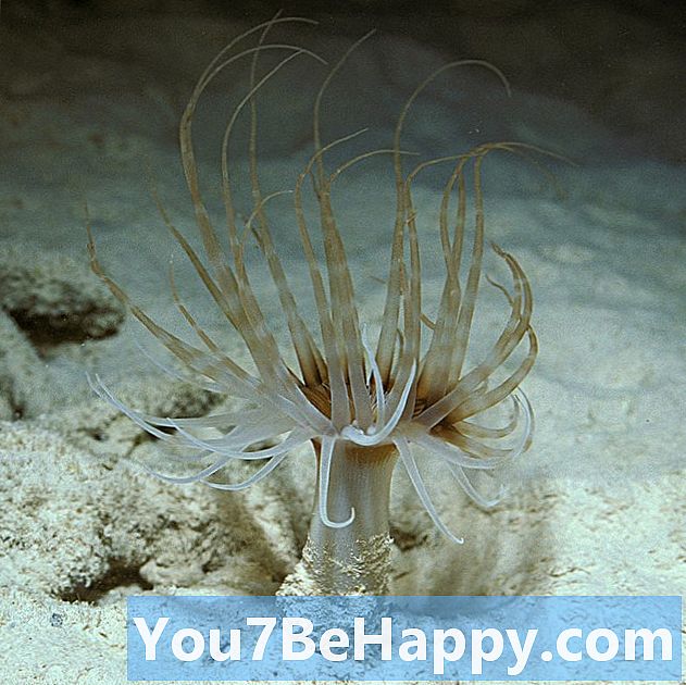 Разлика между полипи и медузи