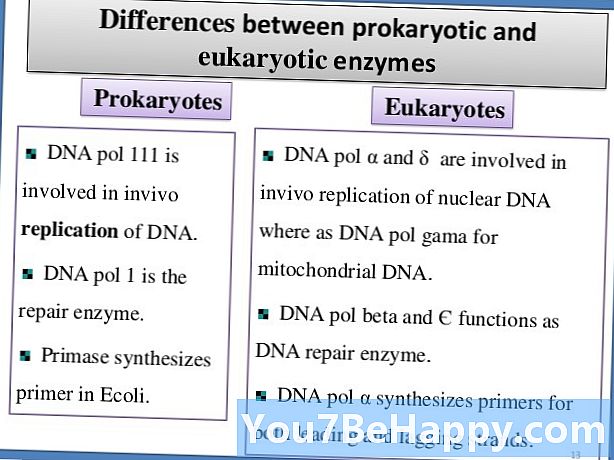Prokariotu DNS un eikariotu DNS atšķirība