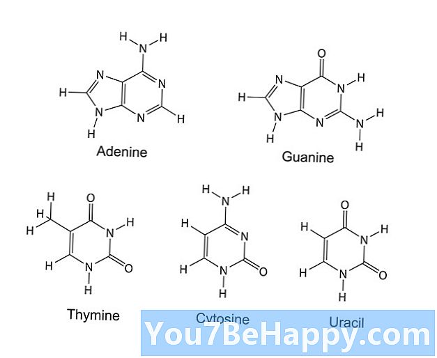 Purines और Pyrimidines के बीच अंतर