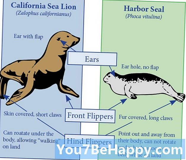 مہر اور سمندری شیر کے مابین فرق