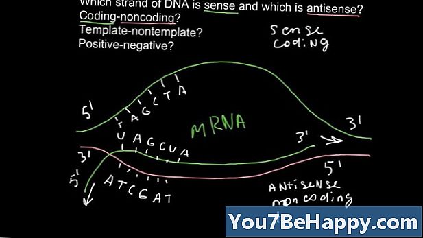 Skirtumas tarp juslinės DNR krypties ir DNR antisense krypties