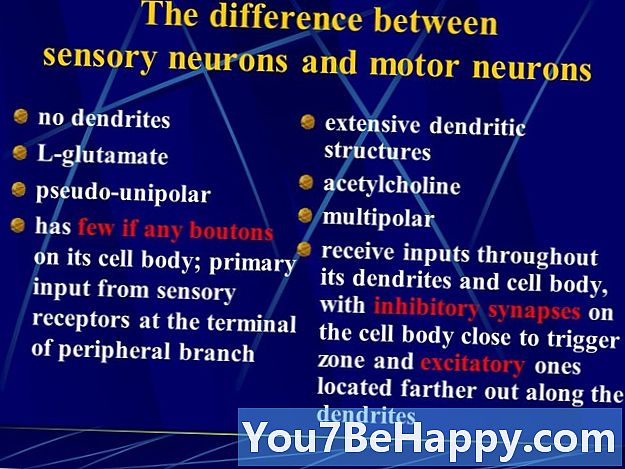 Diferença entre neurônios sensoriais e neurônios motores