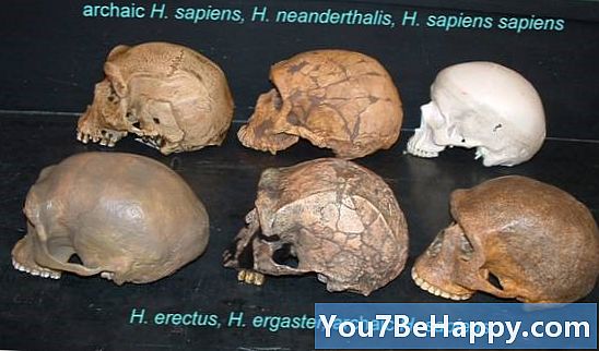 Diferența dintre Craniu și Craniu
