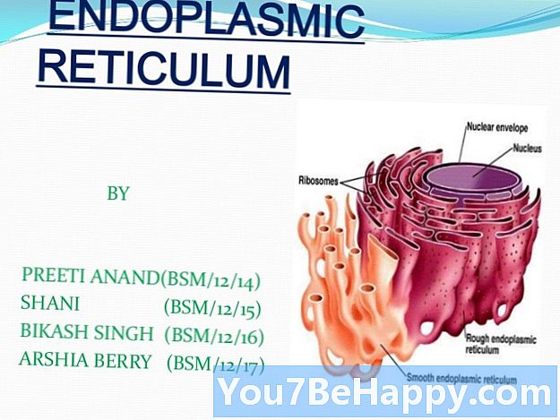 Diferencia entre el retículo endoplasmático liso y el retículo endoplasmático rugoso