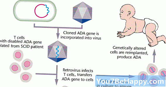 Atšķirība starp somatisko gēnu terapiju un Germline gēnu terapiju