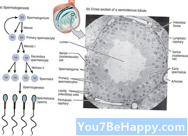 Perbezaan Antara Spermatogenesis dan Spermiogenesis