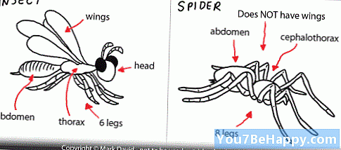 Forskjellen mellom edderkopp og insekt