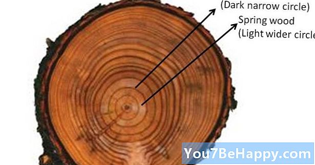 Diferența dintre lemnul de primăvară și lemnul de toamnă