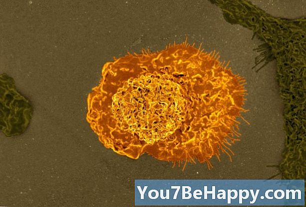 Разлика между T клетки и B клетки