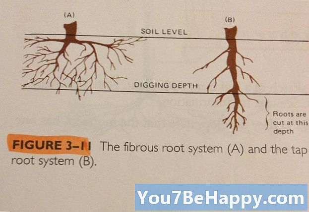 Skillnaden mellan Tap Root och Fibrous Root