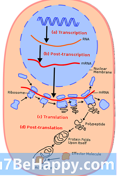 डीएनए में अनुवाद और ट्रांसक्रिप्शन के बीच अंतर
