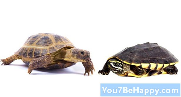 Różnica między żółwiem a żółwiem
