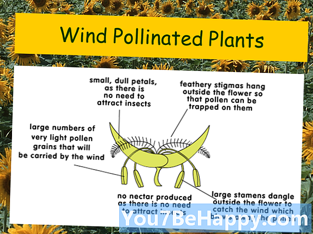 Sự khác biệt giữa cây thụ phấn gió và cây thụ phấn