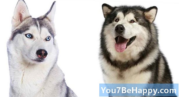 Differenza tra lupo e husky