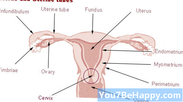 Différence entre utérus et utérus
